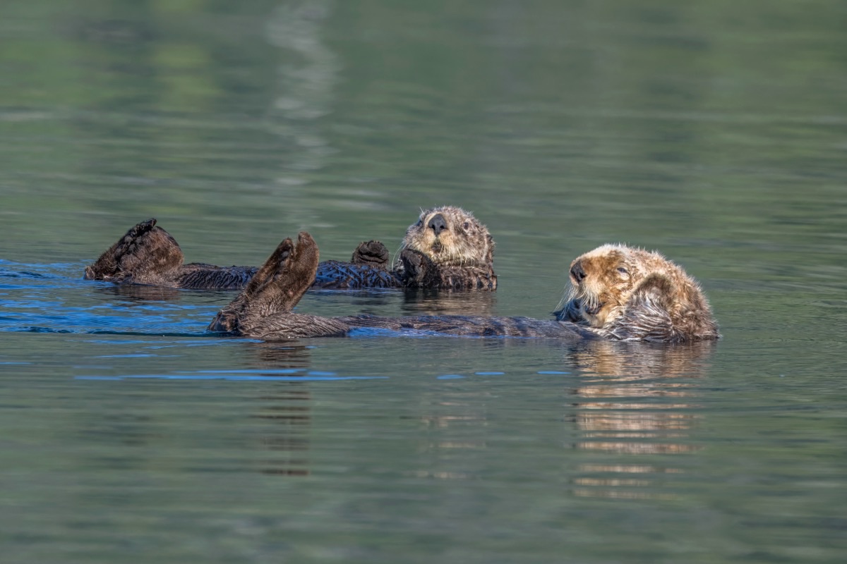 Two sea otters floating on their backs side by side with hind flippers raised out of the water.
