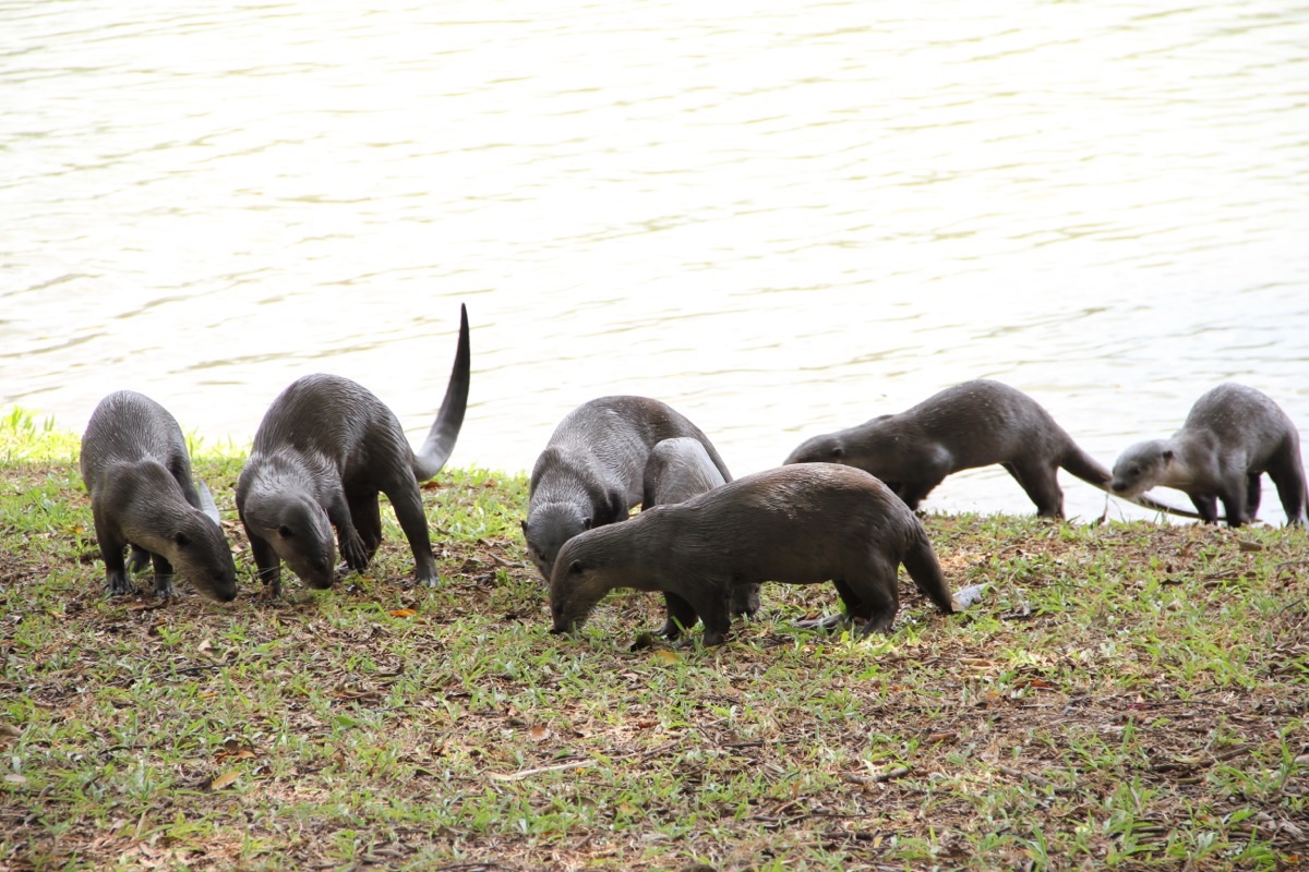 A family of six smooth-coated otters foraging on a lawn beside a lake.